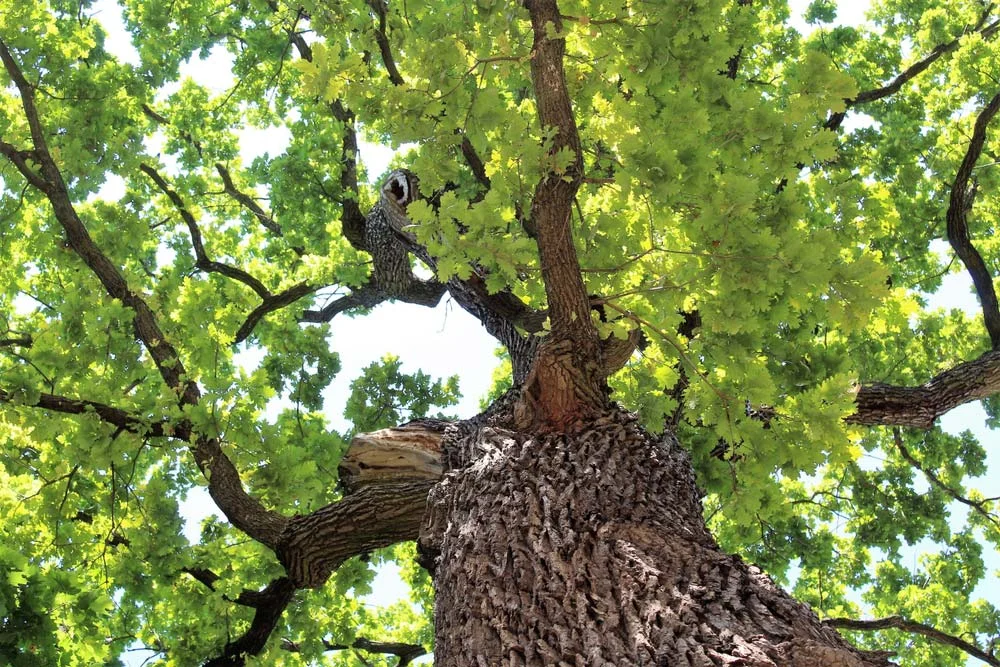 Baumpflege Firma grün