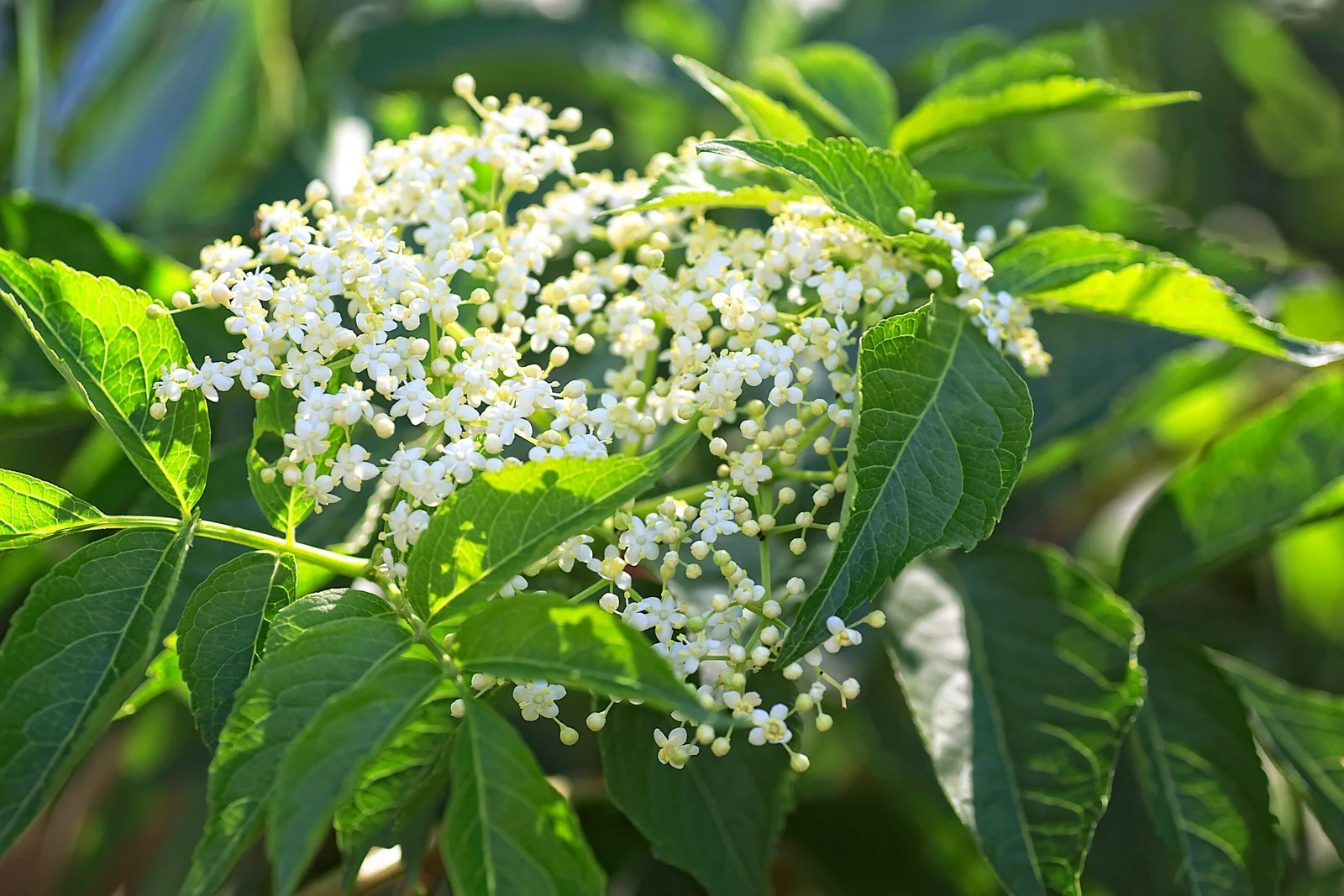 garten heimische pflanzen mit weiss