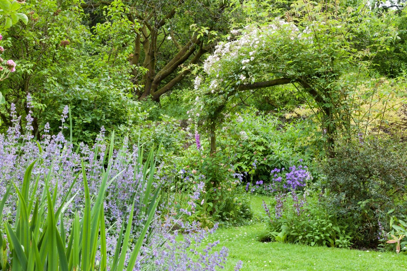 Ein überwachsener Torbogen in einem Garten