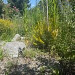 naturnahes grün