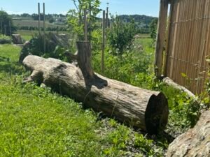 garten deko ideen Baumstamm