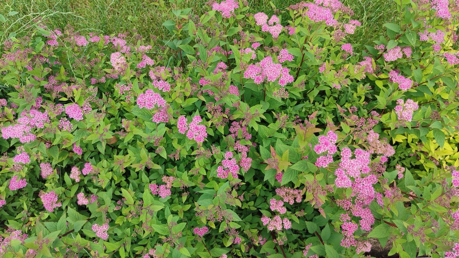 Naturnaher Garten Bad Waldsee Blumen