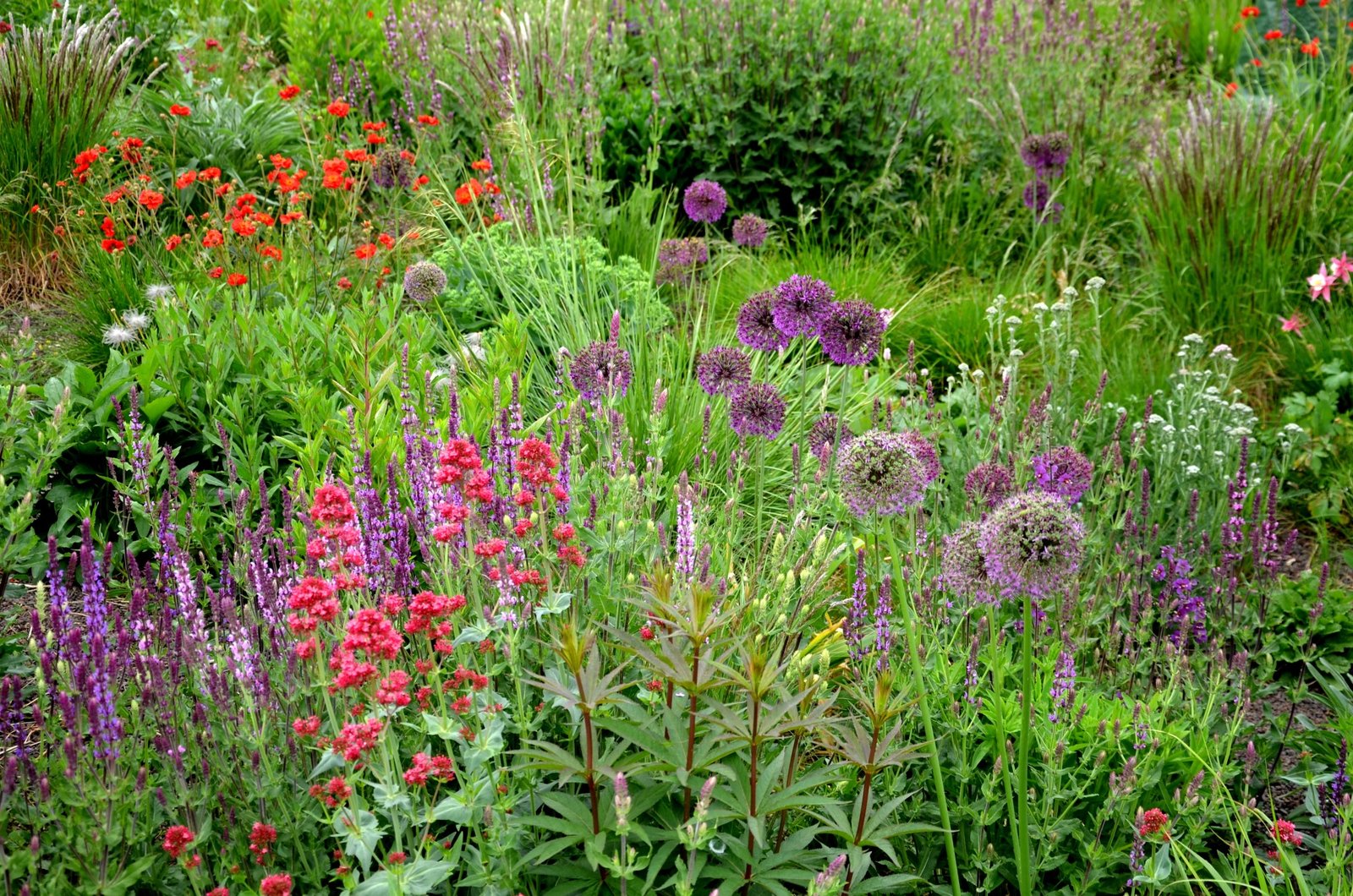 Naturnaher Garten Lindau Blumen