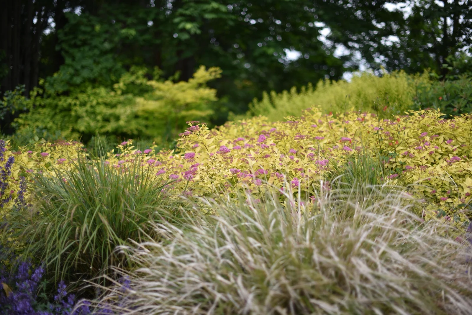 Naturnaher Garten Lindau Sträucher