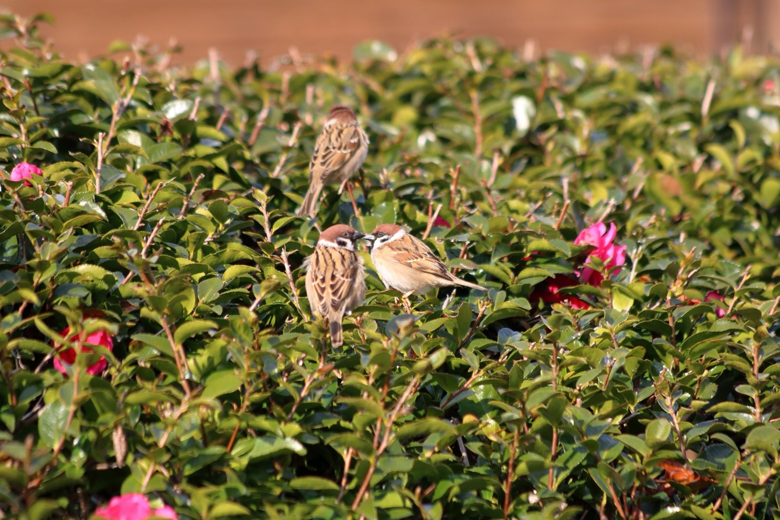 Naturnaher Garten Schlier Vögel