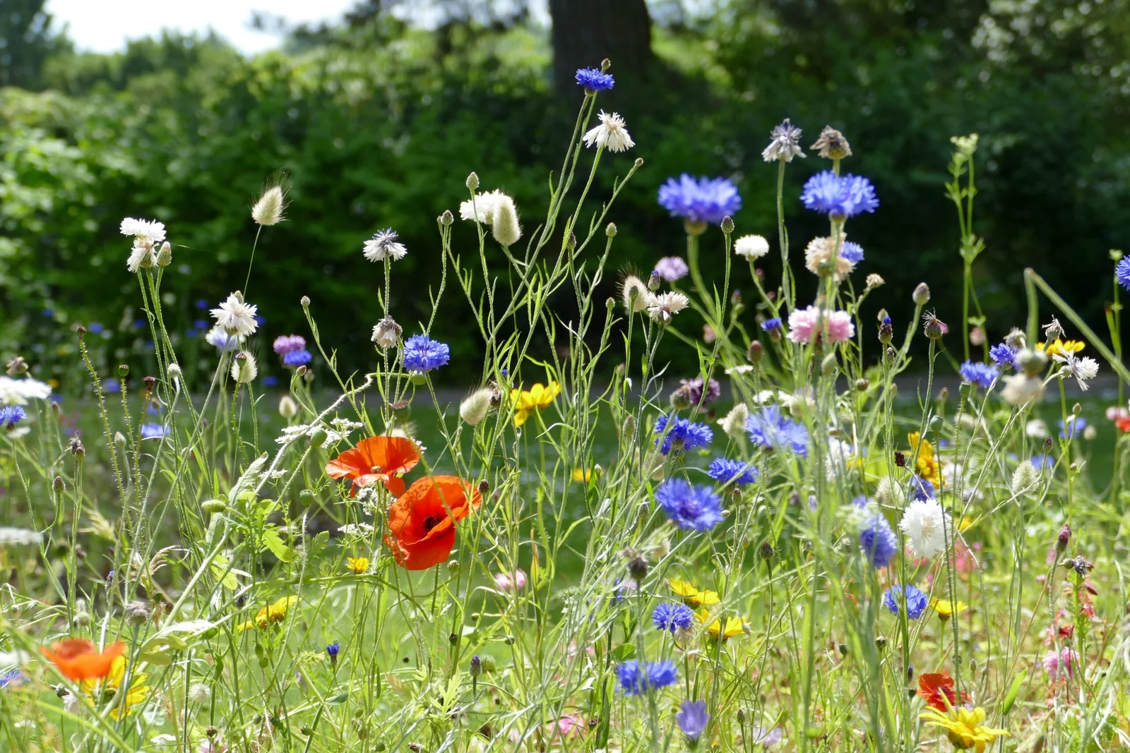 Naturnaher Garten Wolfegg- bunte Blumen