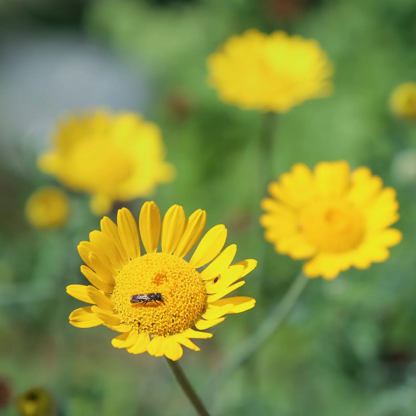 Naturstein im Garten Blume