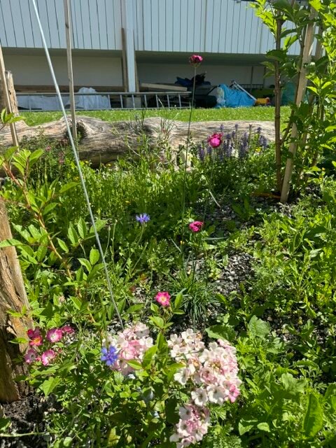 Referenzbild für Gartenbau in Ravensburg von einem schönen beet