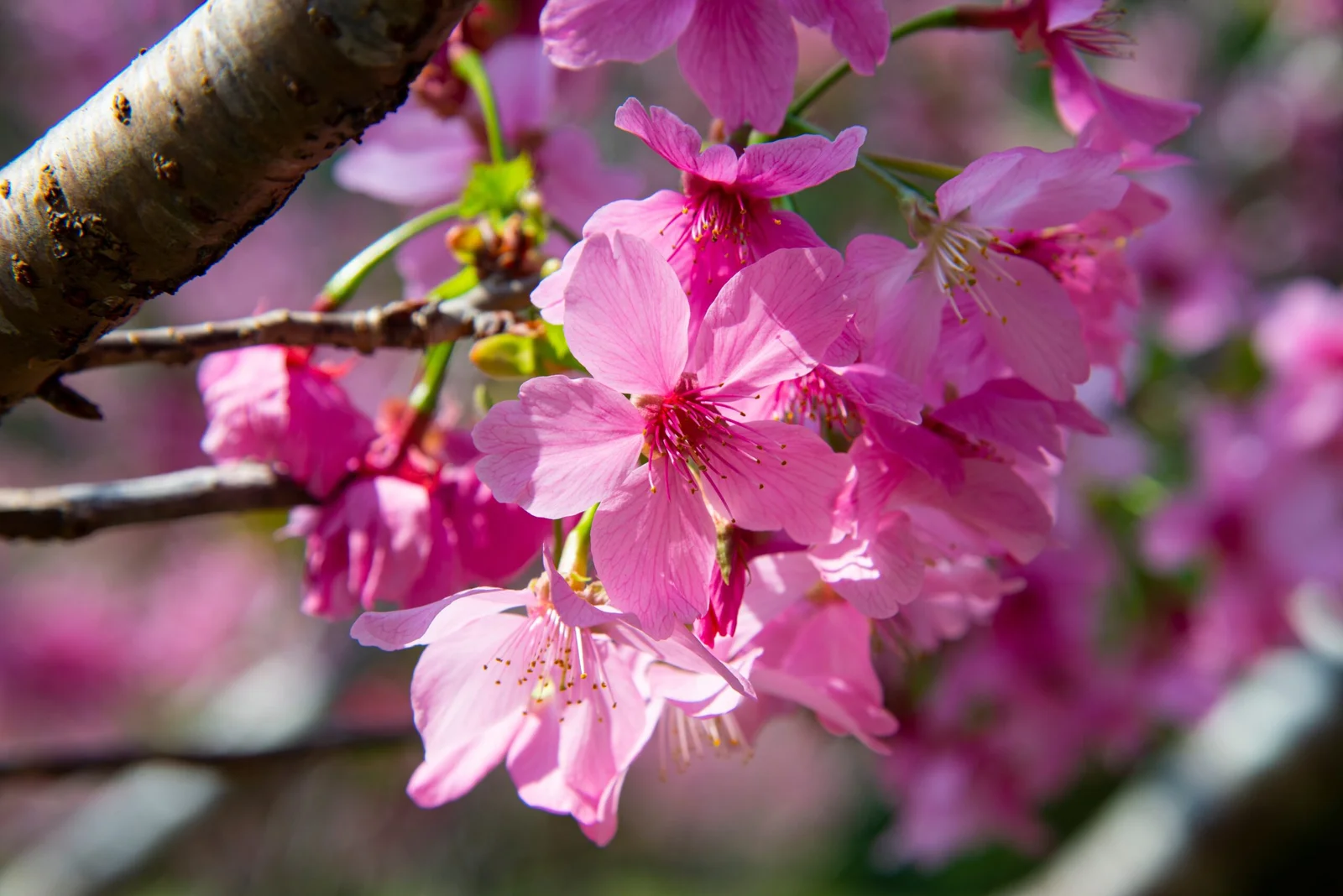 Sichtschutz im Garten mit Pflanzen, Pinke Blume