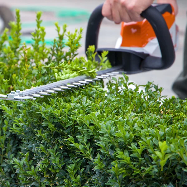 Sichtschutz im Garten mit Pflazen, sauber machen von einer Hecke