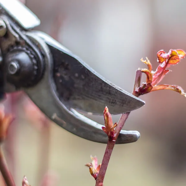 Sichtschutz im Garten mit Pflanzen gründliche Pfelge