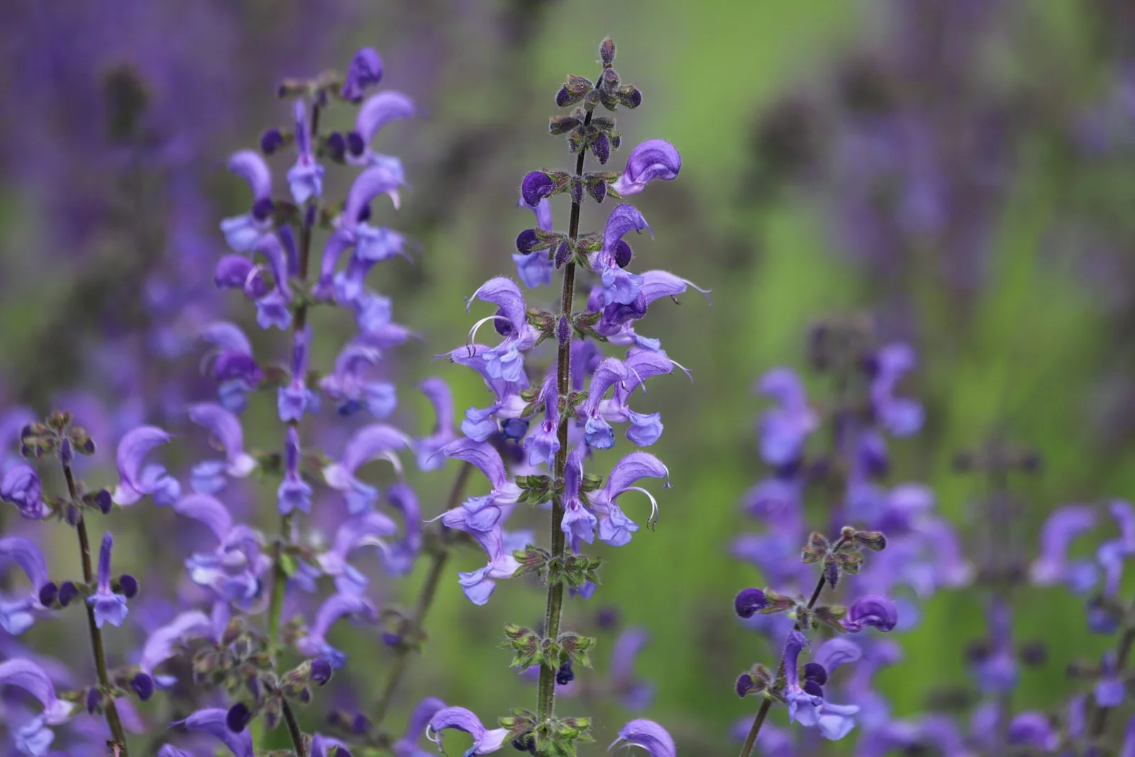 Sichtschutz im Garten mit Pflanzen lila blumen