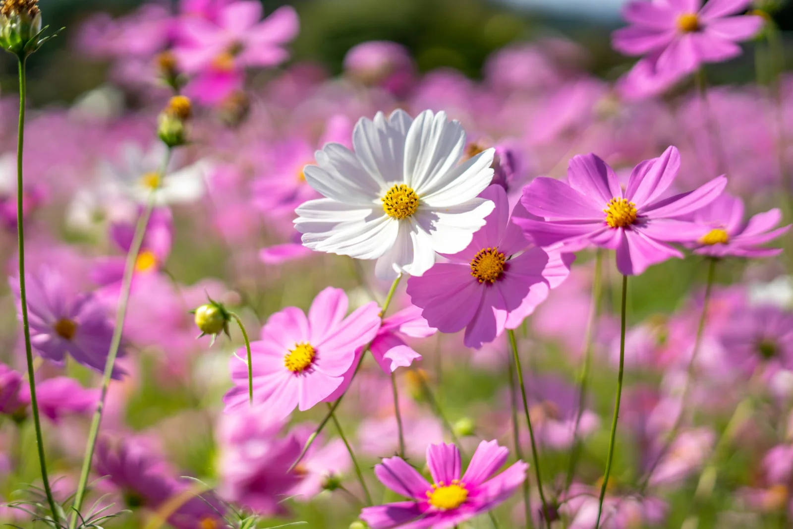 Sichtschutz im Garten mit Pflanzen hell rosa blumen