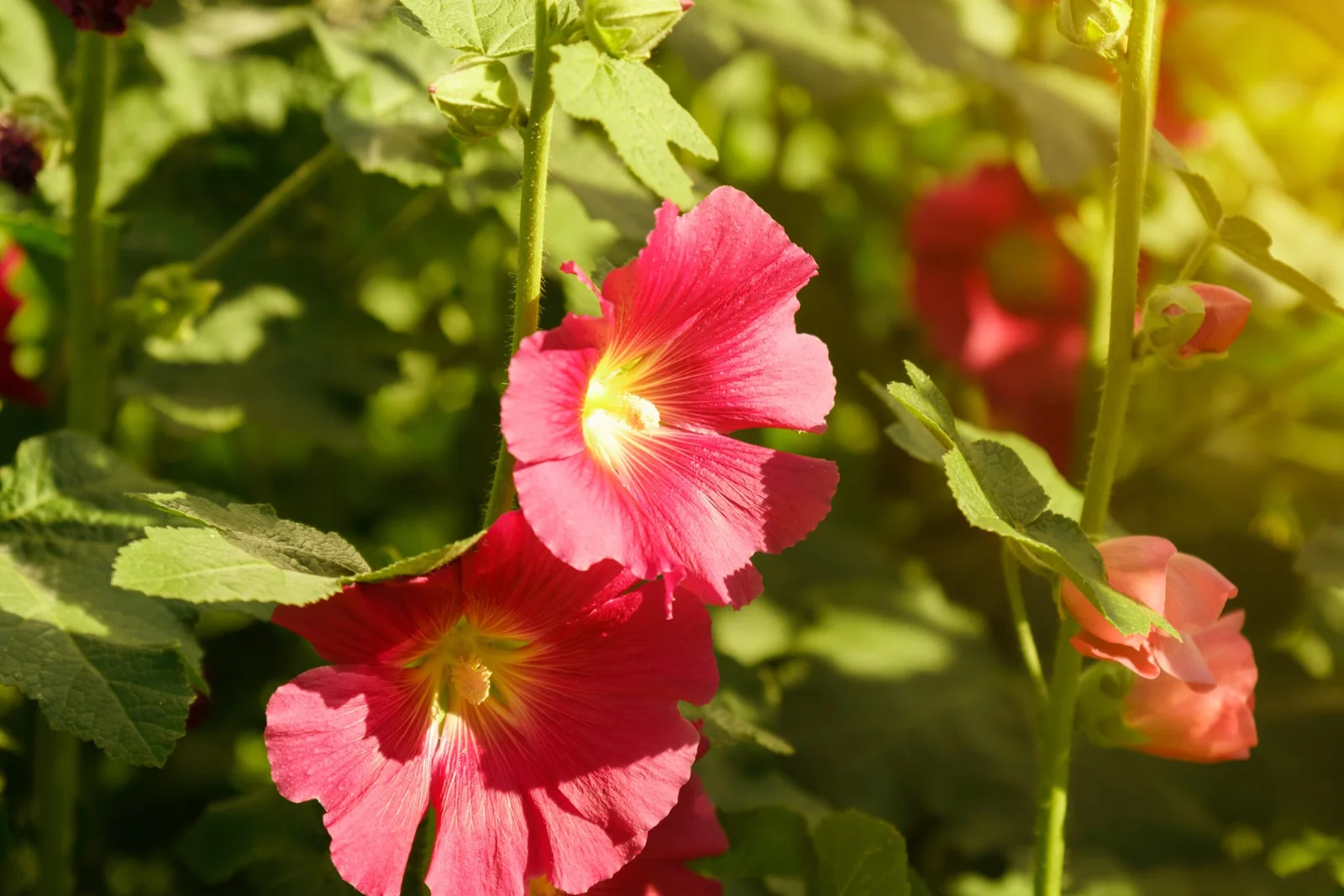 Sichtschutz im Garten mit Pflanzen rote blumen