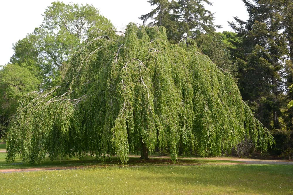 Tränenbaum mit Baumpflege