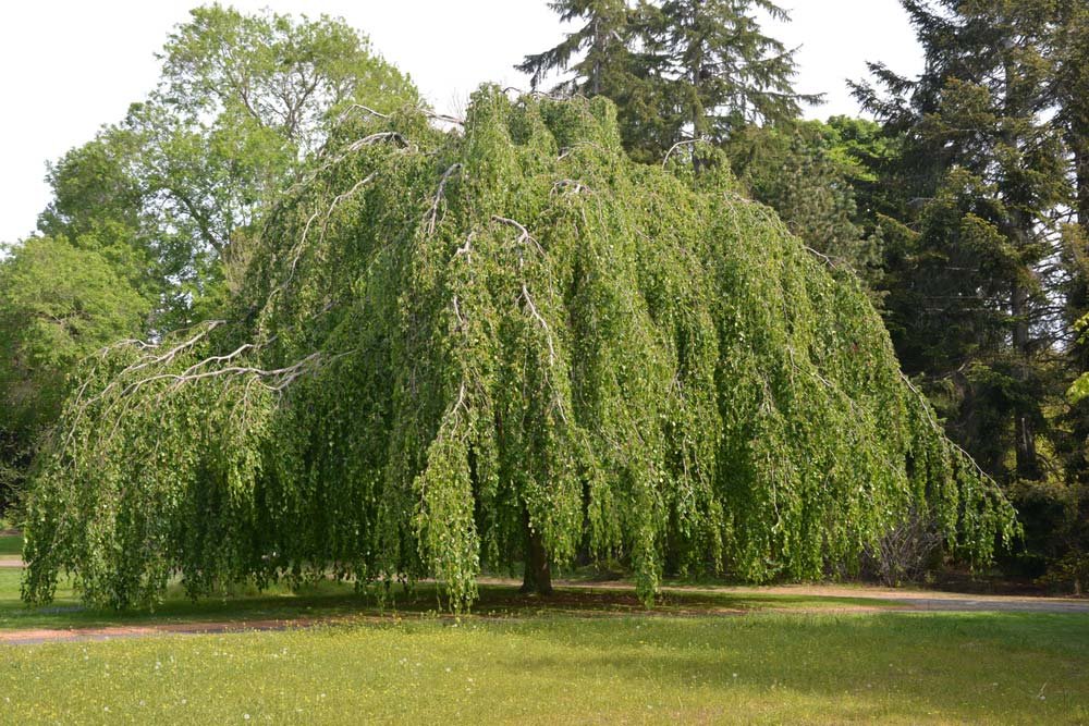 Die Buche wird durch Baumpflege Friedrichshafen instand gehalten
