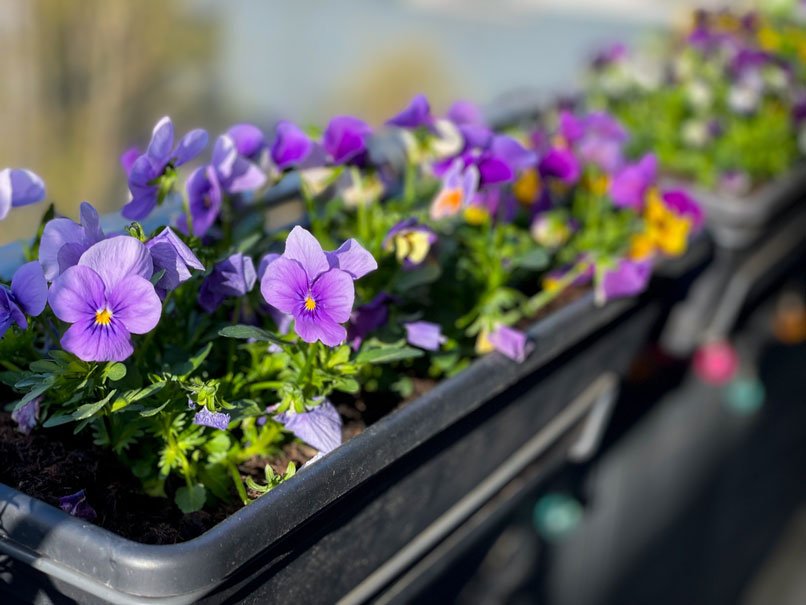 Garten Stiefmütterchen ist im Pflanzenkasten eingepflanzt