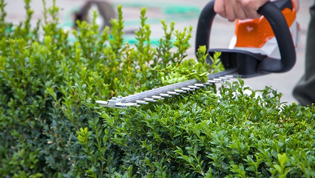 Hecke schneiden mit Maschine