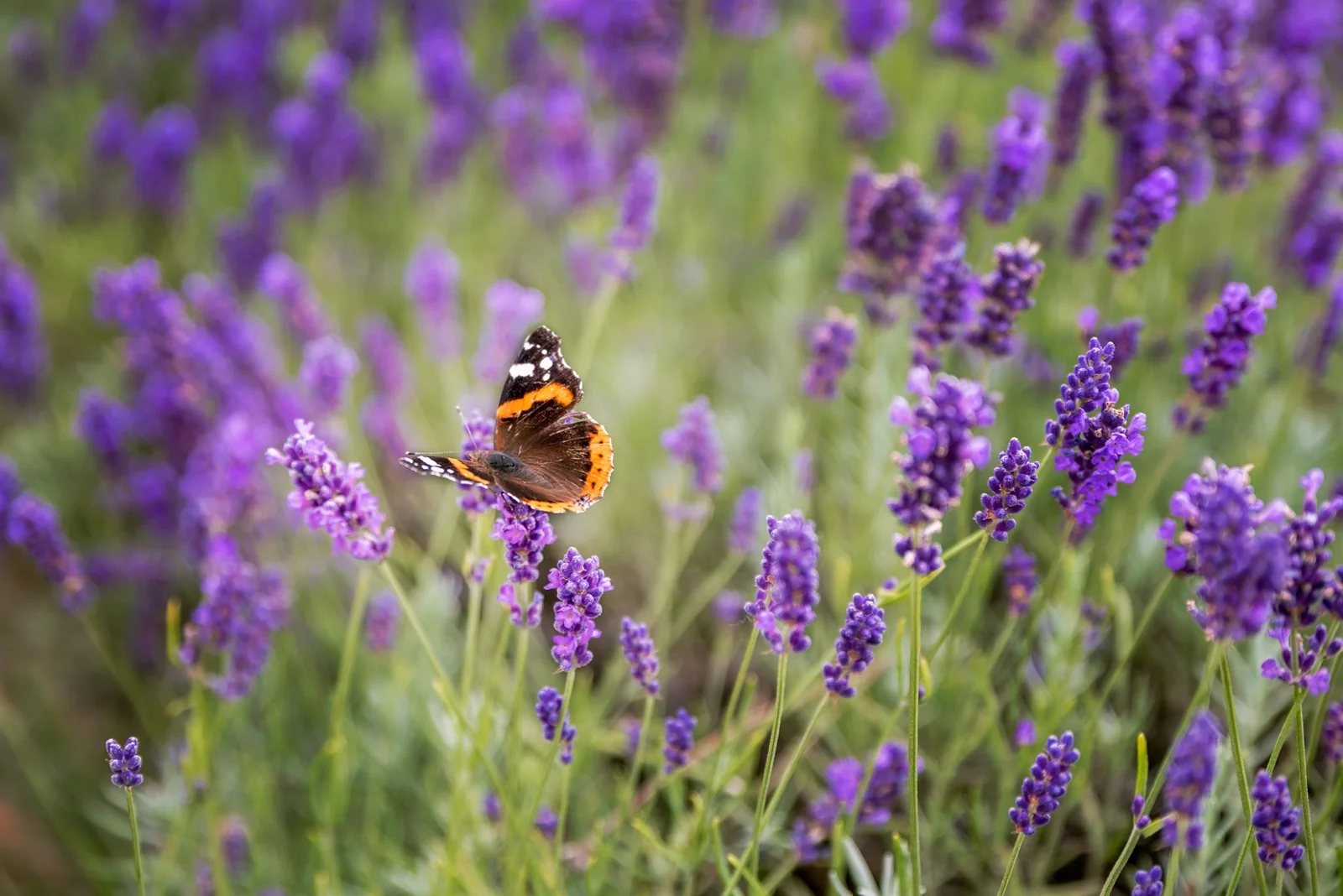 Schmetterling ist auf einer Lavendelblüte