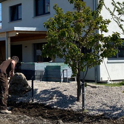 Kleiner Baum im Garten