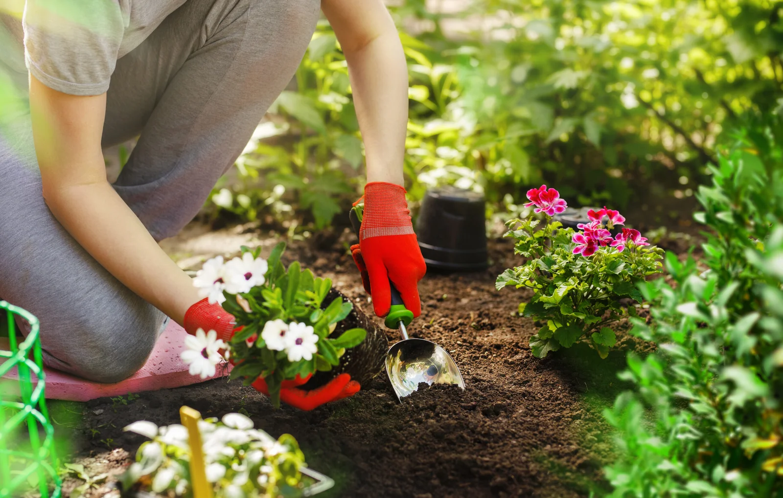 kompost im garten pflanzen