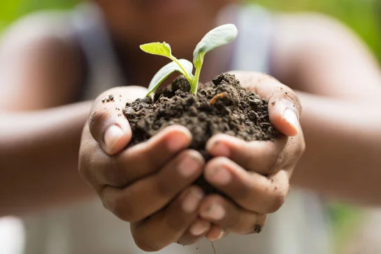 nachhaltig wird der Garten durch garten- und Landschaftsbauer gestaltet