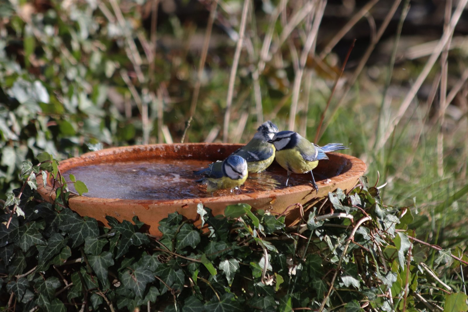 was ist ein Naturgarten