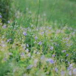 gartenbau