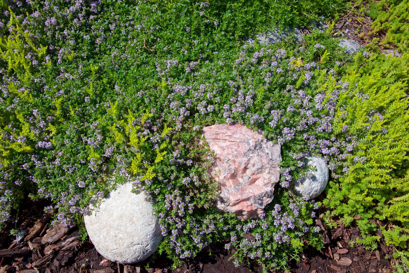 Bodendecker schöne Wiese im Garten
