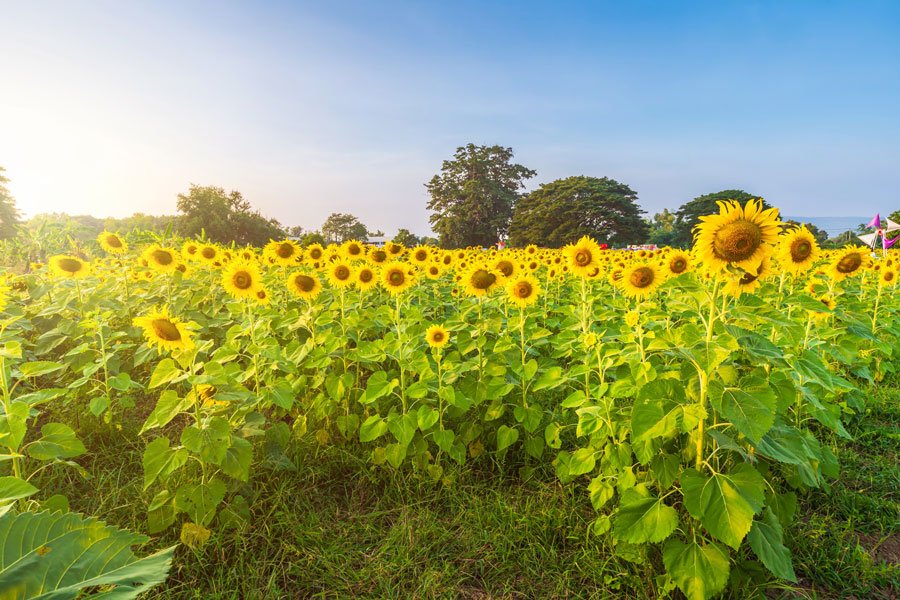 anbau der sonnenblume