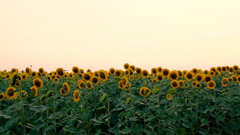 Sonnenblume felder